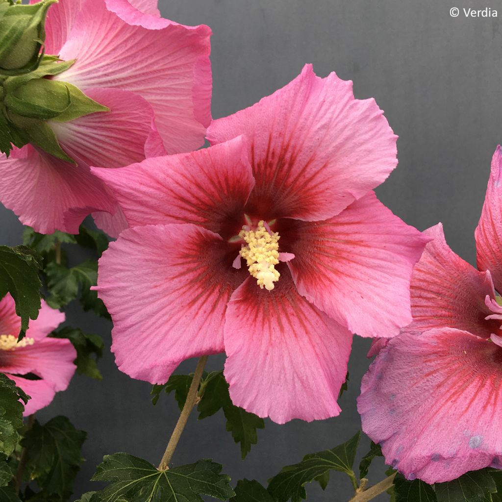 Garten-Hibiscus Hibisa Rosada - Hibiscus syriacus
