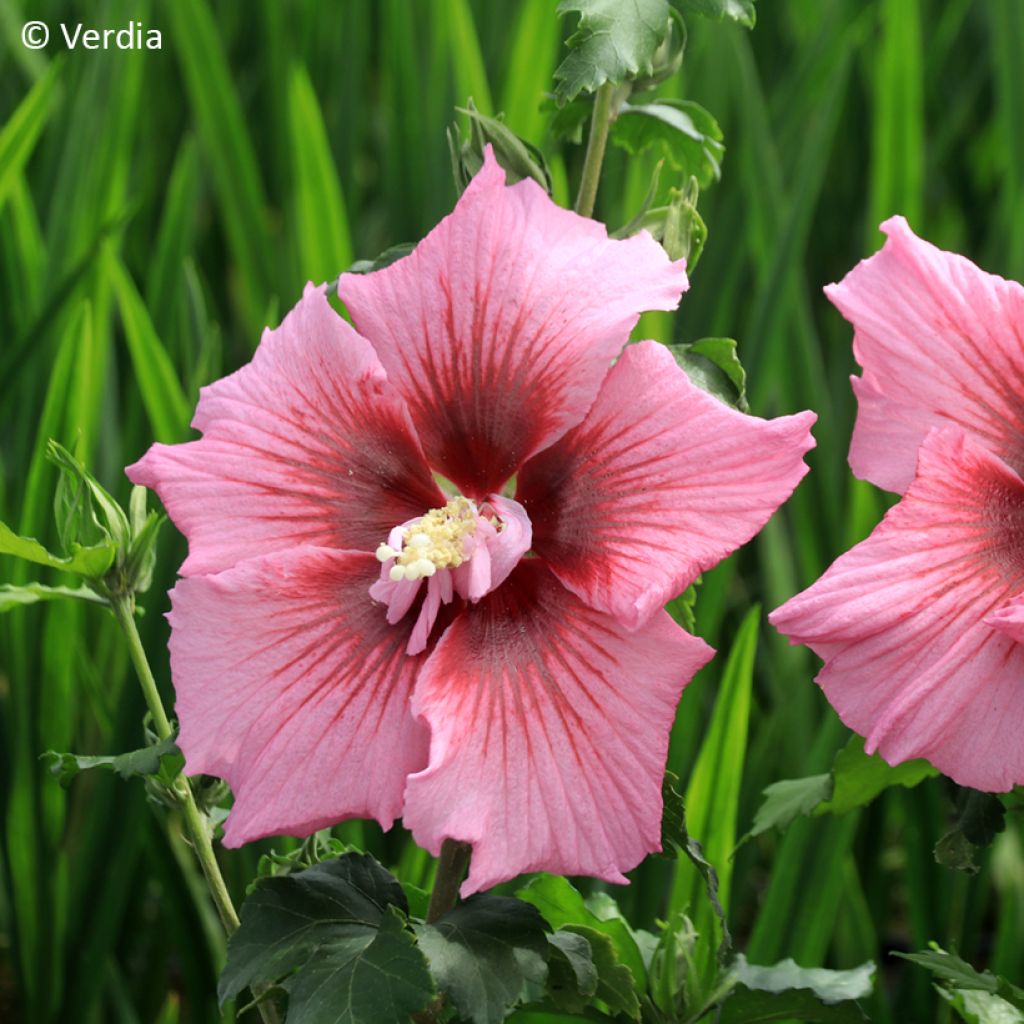 Garten-Hibiscus Hibisa Rosada - Hibiscus syriacus
