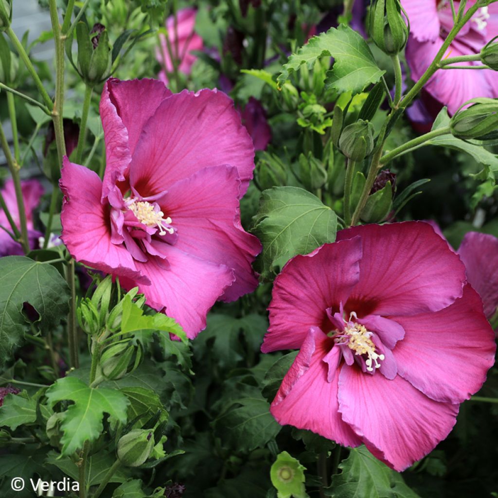 Garten-Hibiscus Hibisa Sangria - Hibiscus syriacus