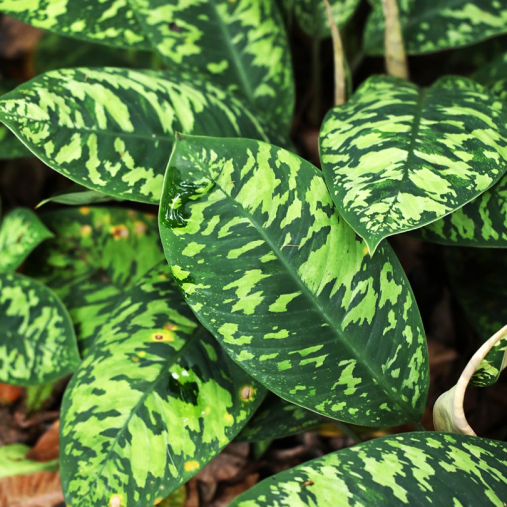 Homalomena Camouflage