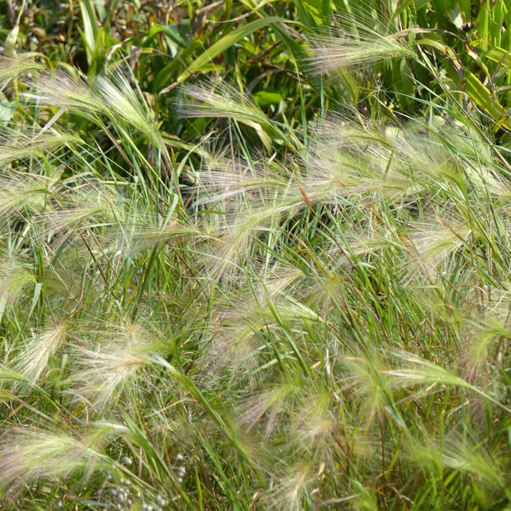 Hordeum jubatum (Samen) - Mähnen-Gerste