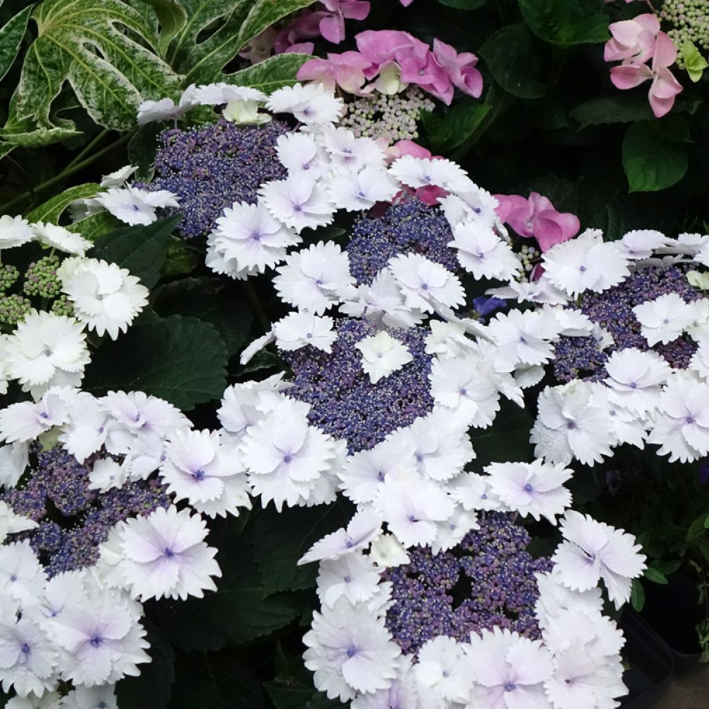 Hydrangea macrophylla Koria - Bauernhortensie