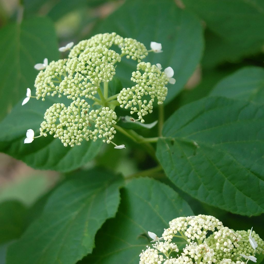 Ballhortensie Hills Of Snow - Hydrangea arborescens