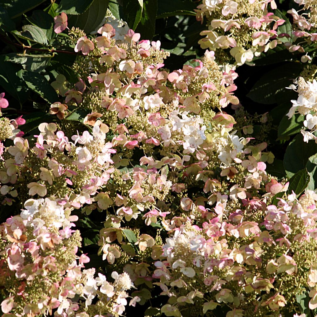 Rispenhortensie Burgondy Lace - Hydrangea paniculata