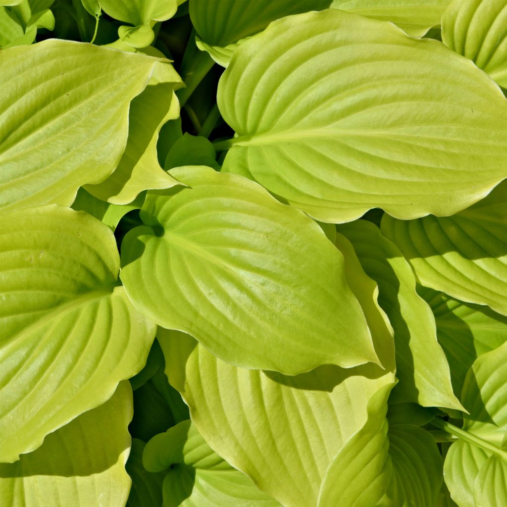 Hosta August Moon - Garten-Funkie