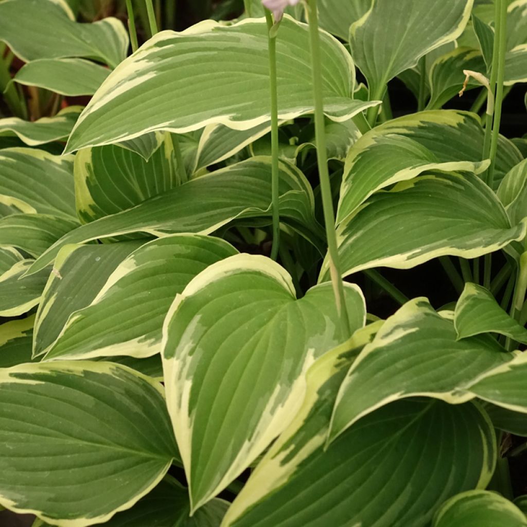 Hosta Great Expectations - Garten-Funkie