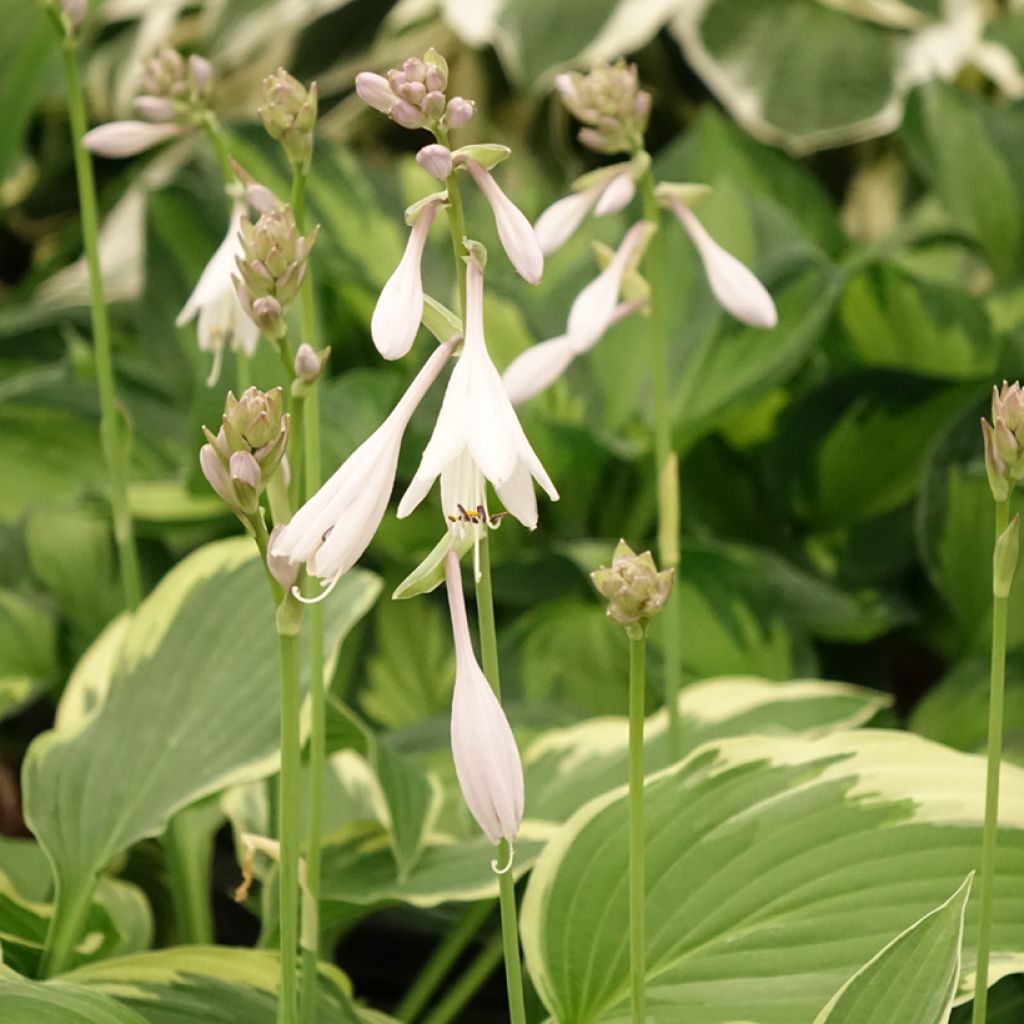 Hosta Great Expectations - Garten-Funkie