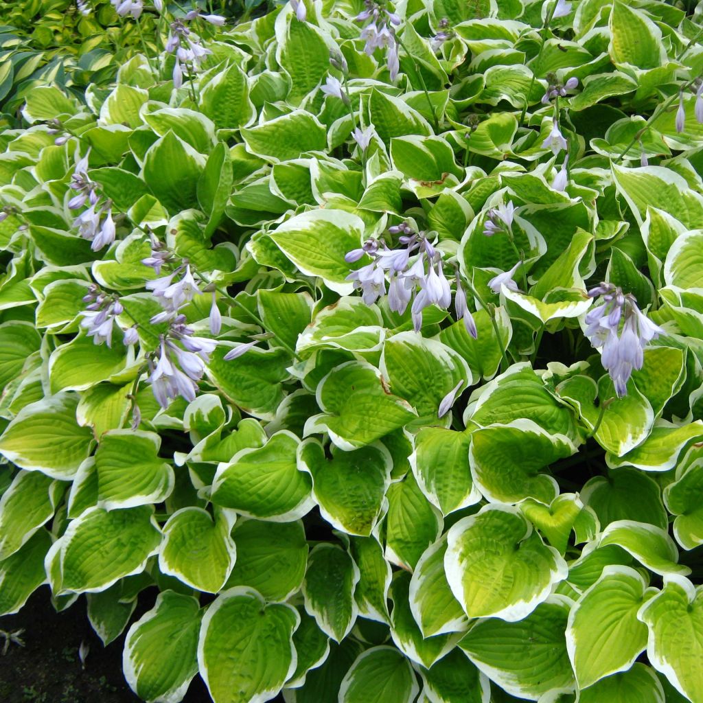 Hosta Shade Fanfare - Garten-Funkie