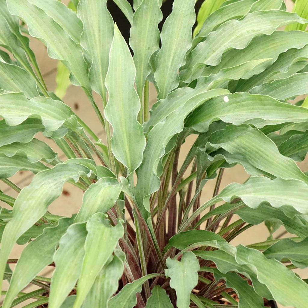 Hosta Silly String - Funkie