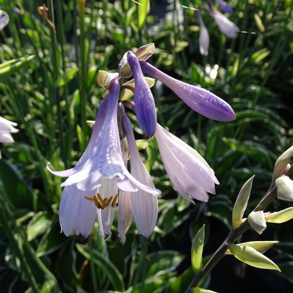 Hosta fortunei Francee - Garten-Funkie