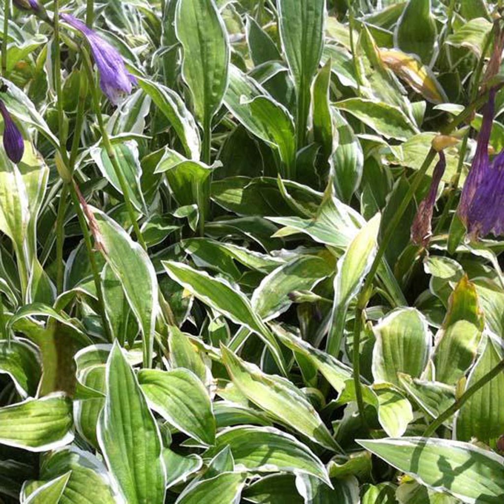 Hosta nigrescens Krossa Cream Edge - Garten-Funkie