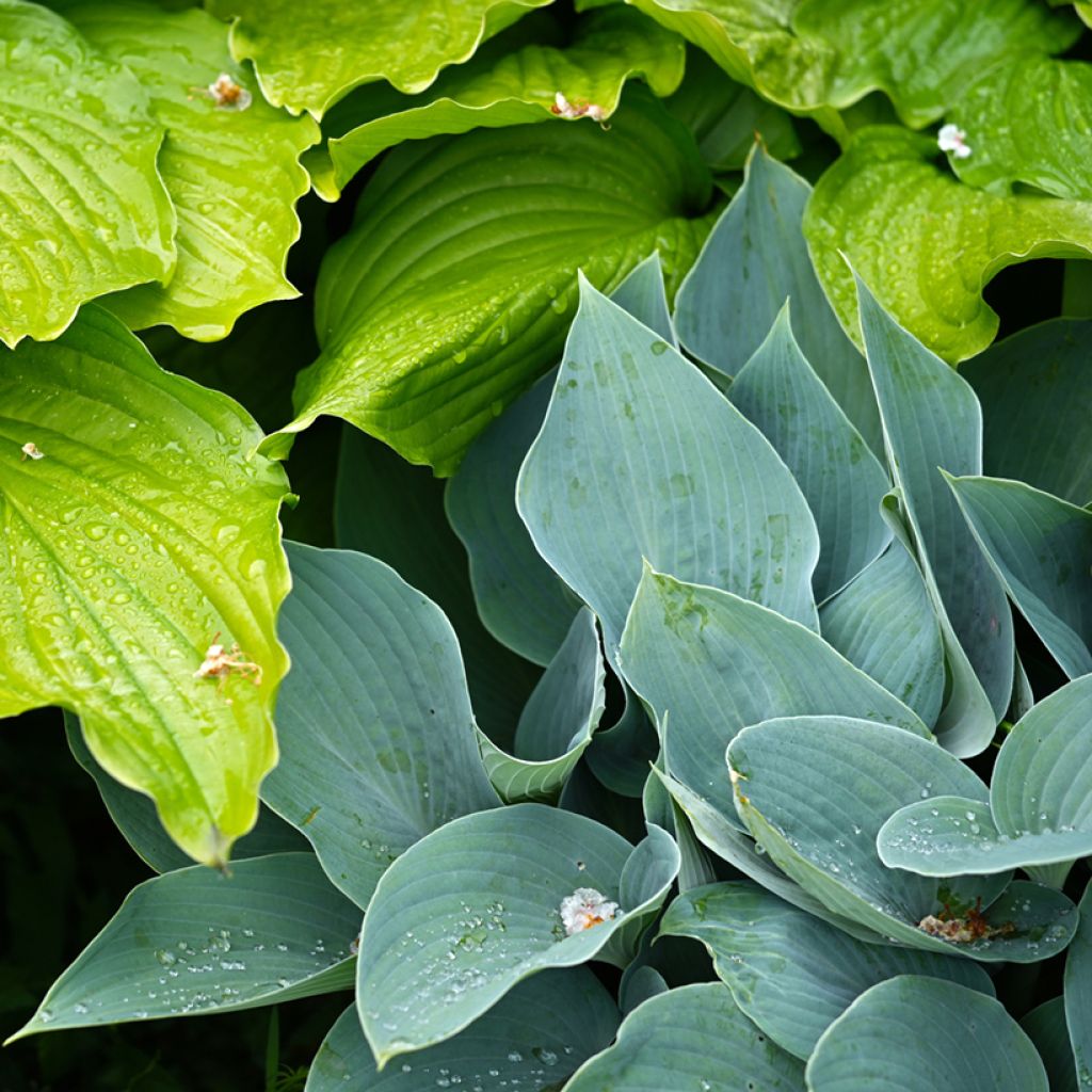 Hosta Hosta Blue Cadet - Garten-Funkie