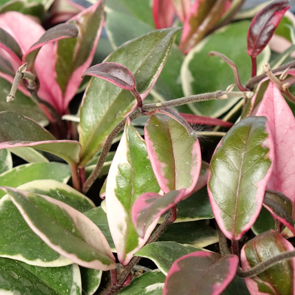 Hoya Flamingo Dream - Porzellanblume