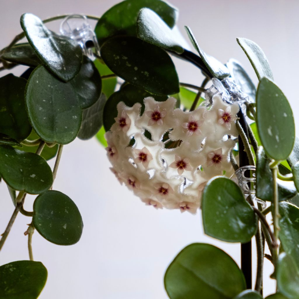 Hoya Mathilde Splash - Porzellanblume