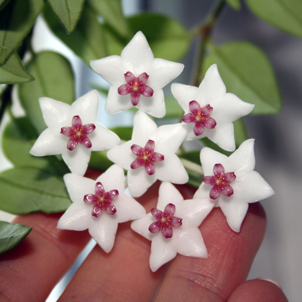 Hoya bella - Porzellanblume