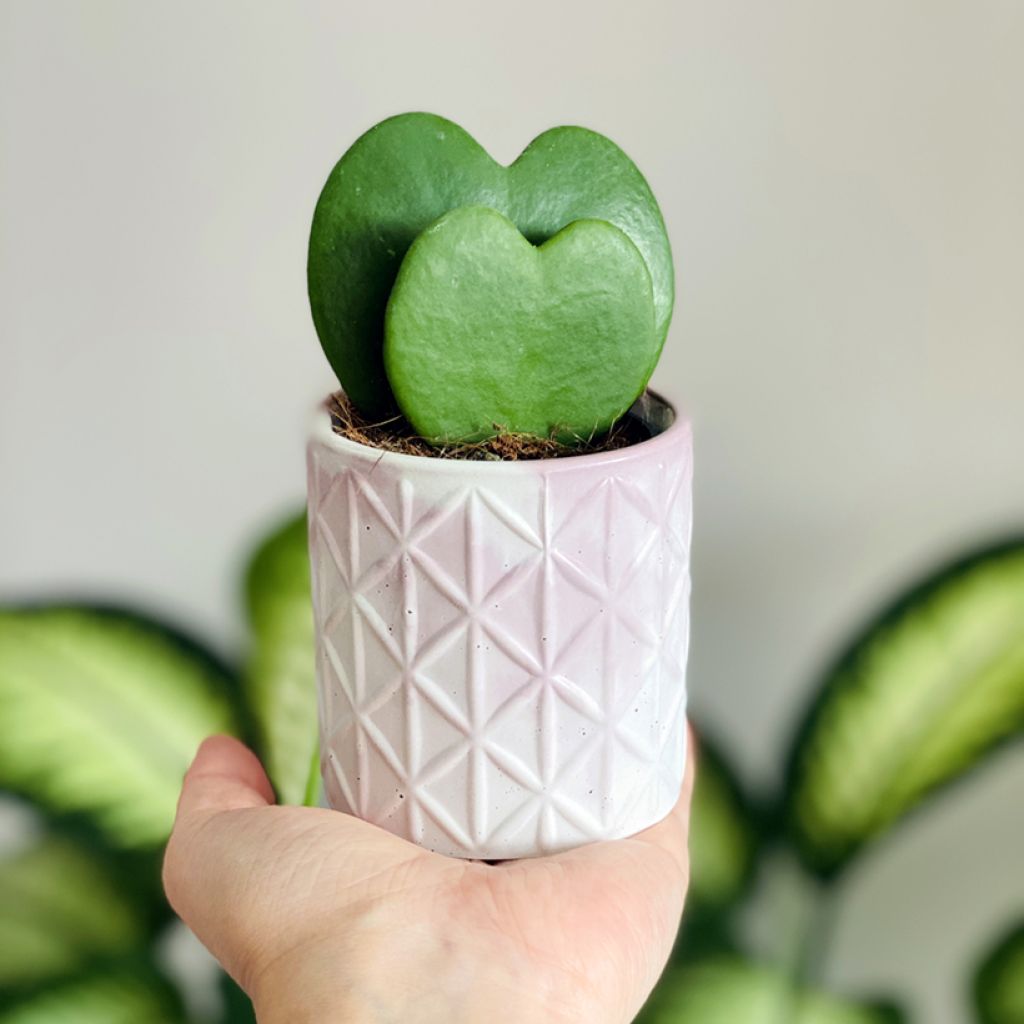Hoya kerrii - Herzblatt-Pflanze