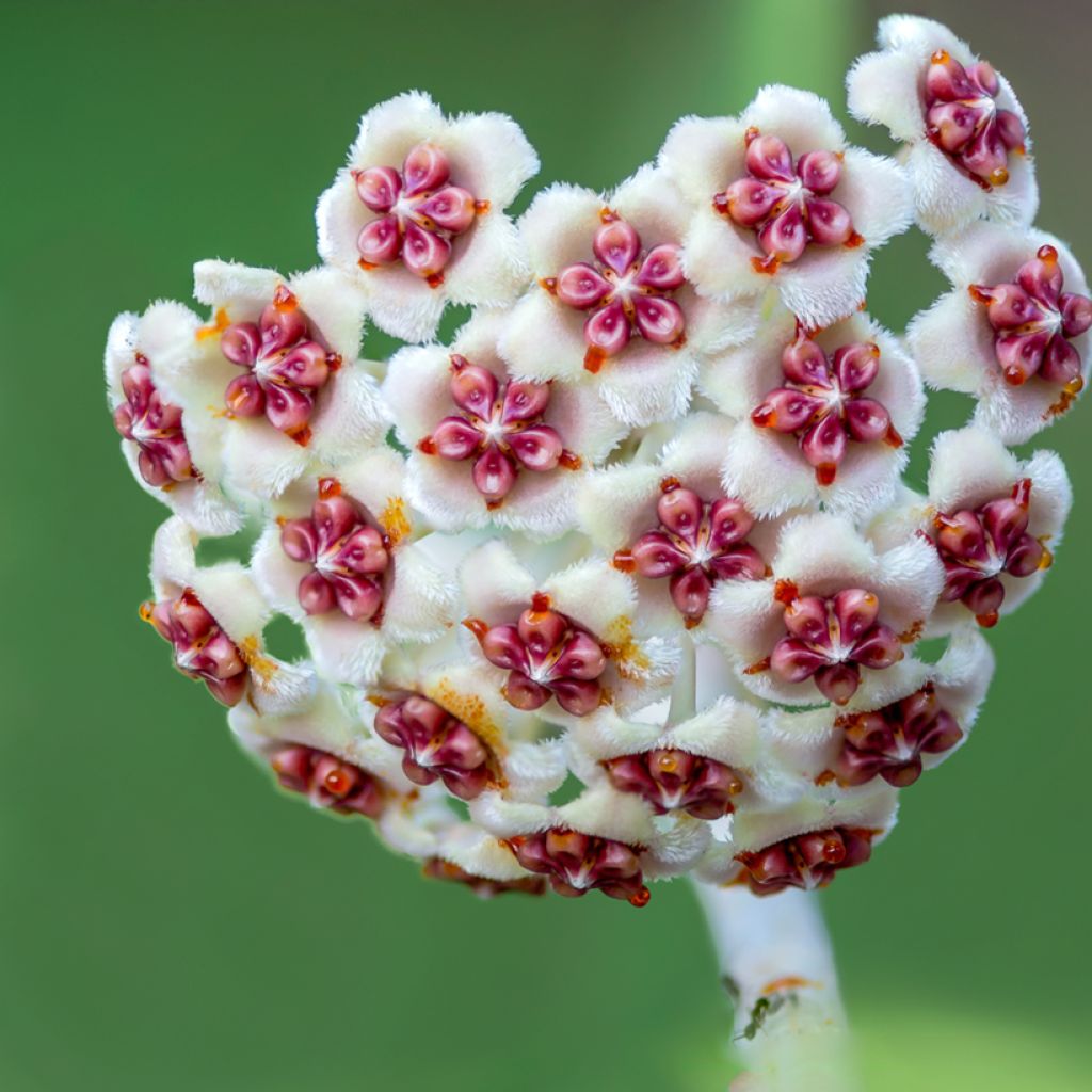 Hoya kerrii - Herzblatt-Pflanze