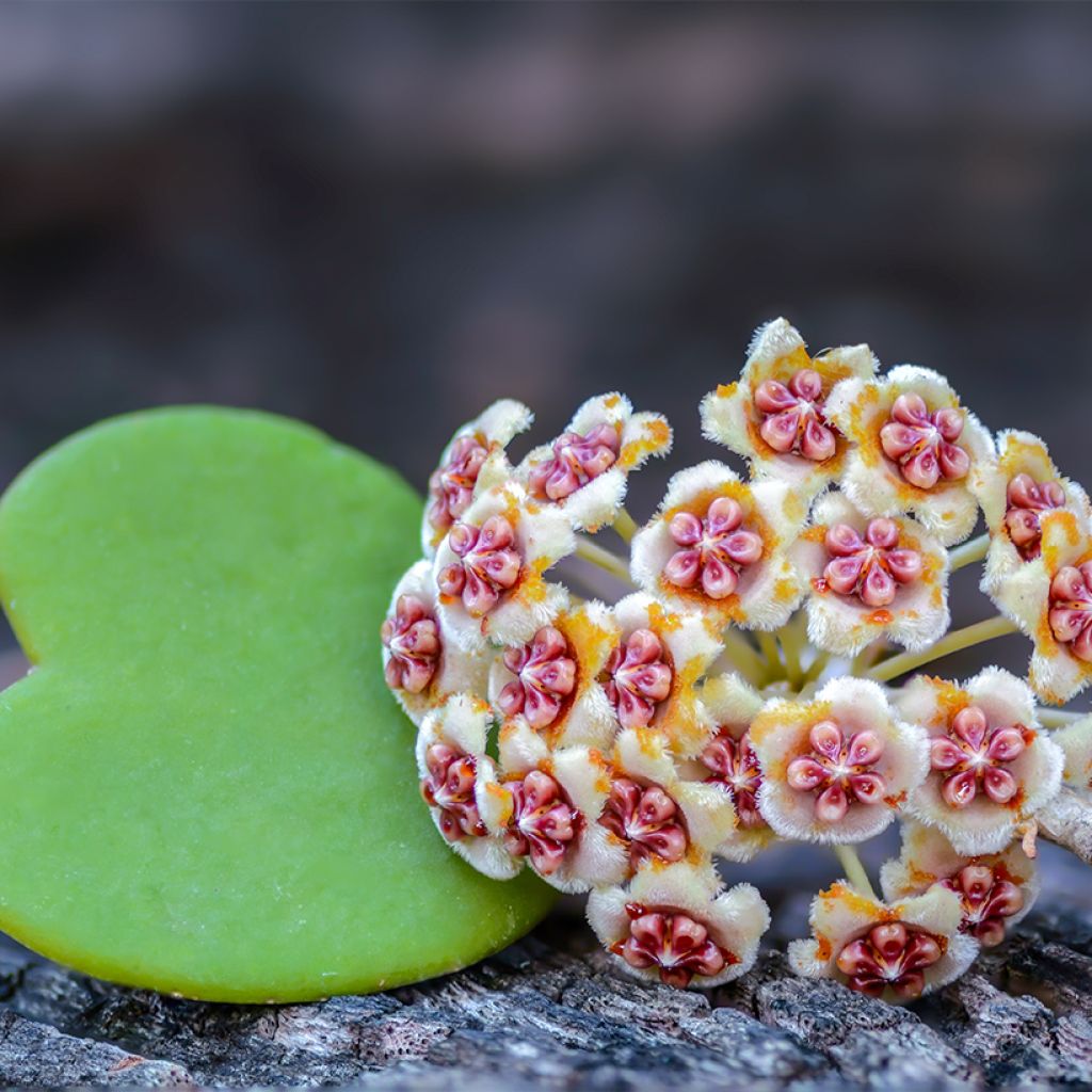 Hoya kerrii - Herzblatt-Pflanze