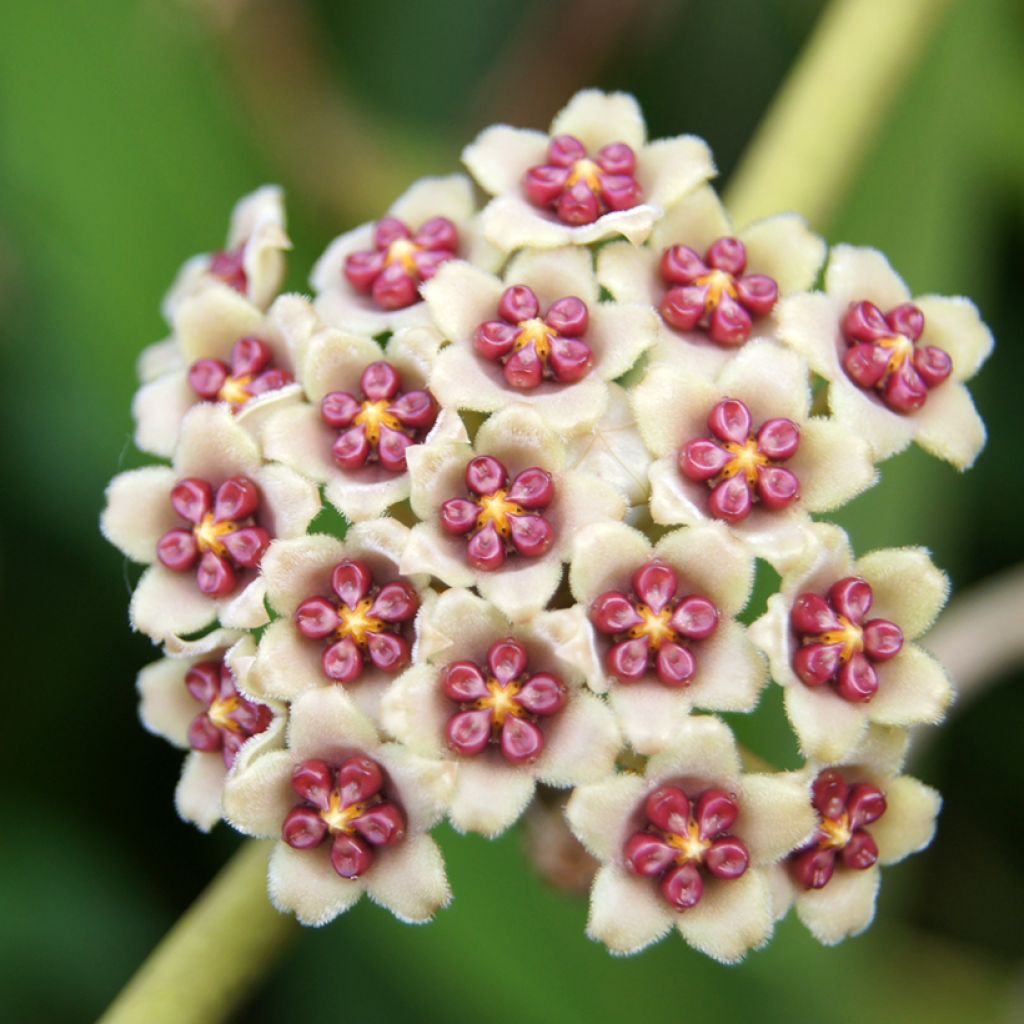 Hoya kerrii Variegata - Herzblatt-Pflanze