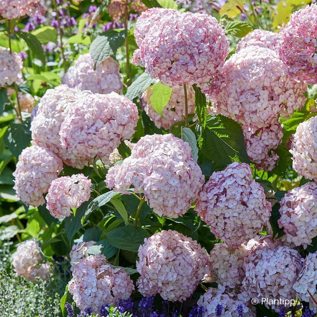 Ballhortensie Candybelle Bubblegum - Hydrangea arborescens