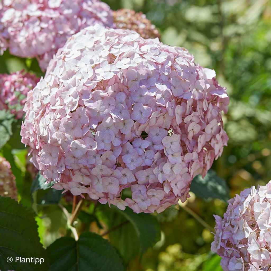 Ballhortensie Candybelle Bubblegum - Hydrangea arborescens