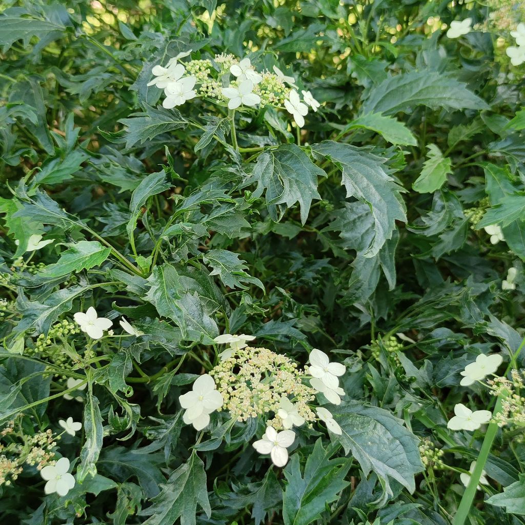 Hortensia - Hydrangea arborescens Emerald lace