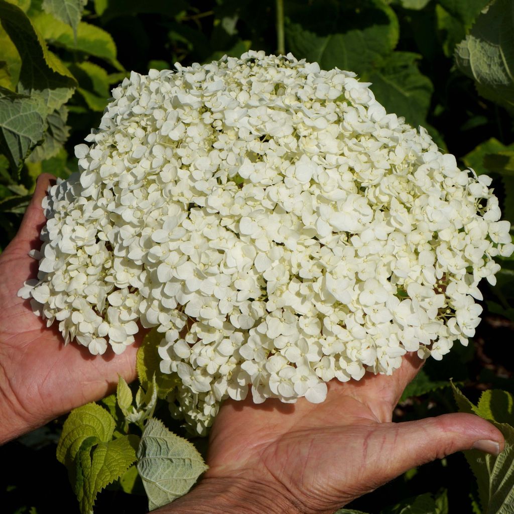 Hortensia - Hydrangea arborescens Golden Annabelle
