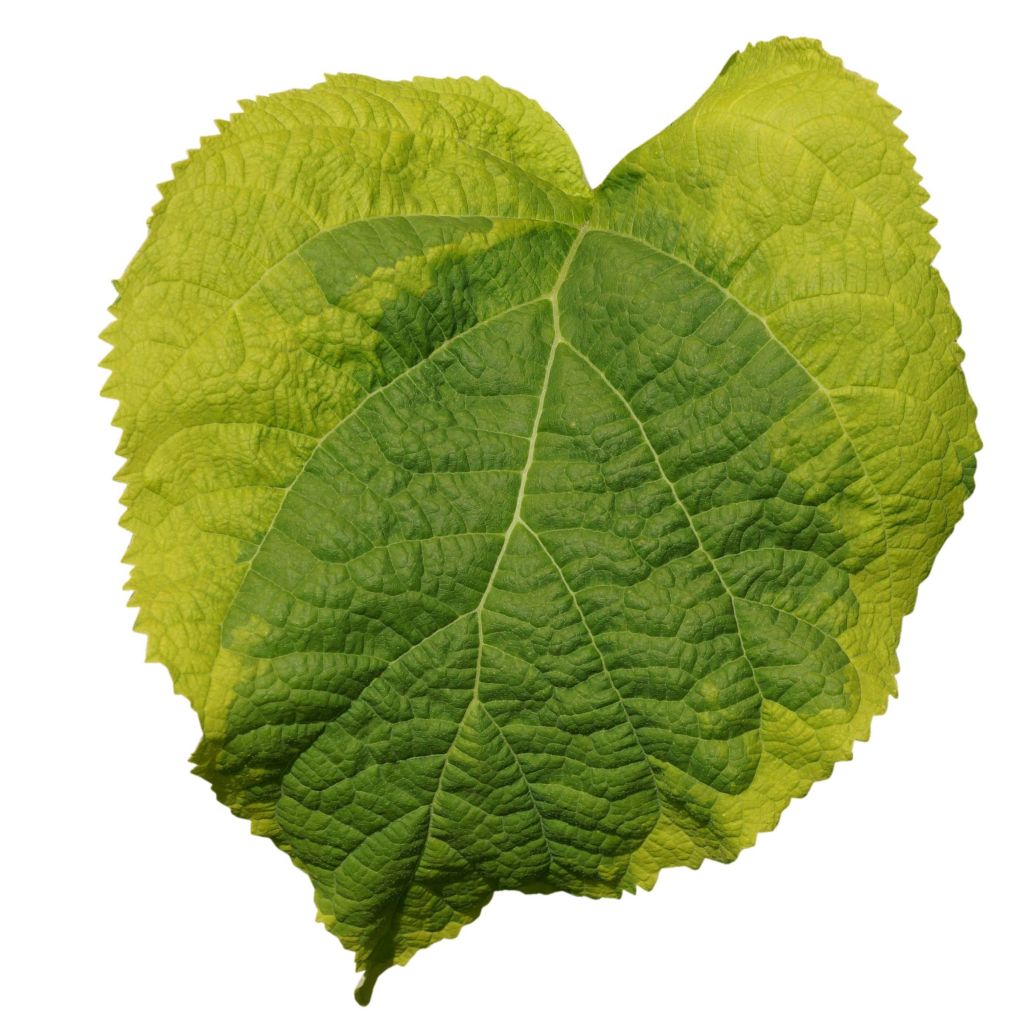 Hortensia - Hydrangea arborescens Golden Annabelle