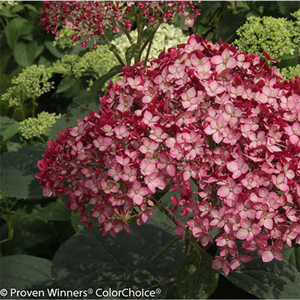 Schneeballhortensie Ruby Annabelle - Hydrangea arborescens