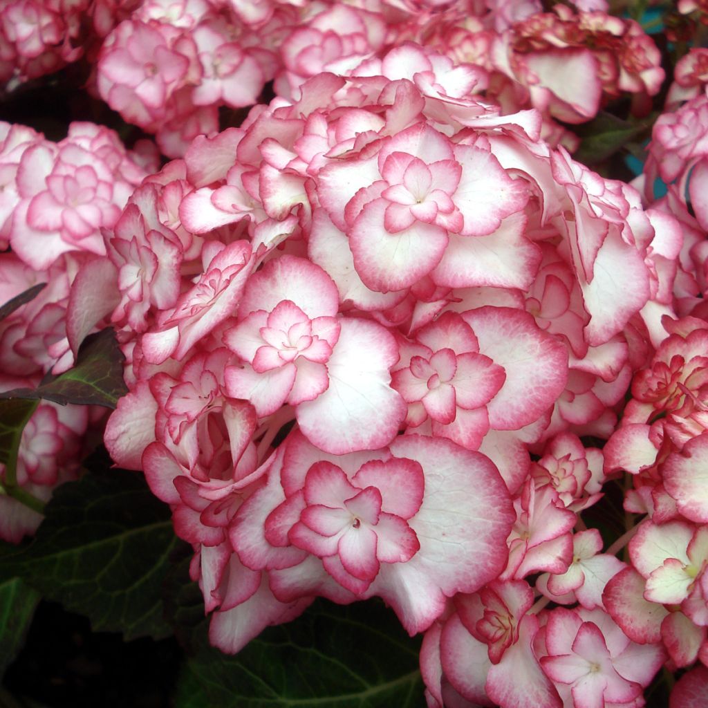 Hydrangea macrophylla Miss Saori - Bauernhortensie