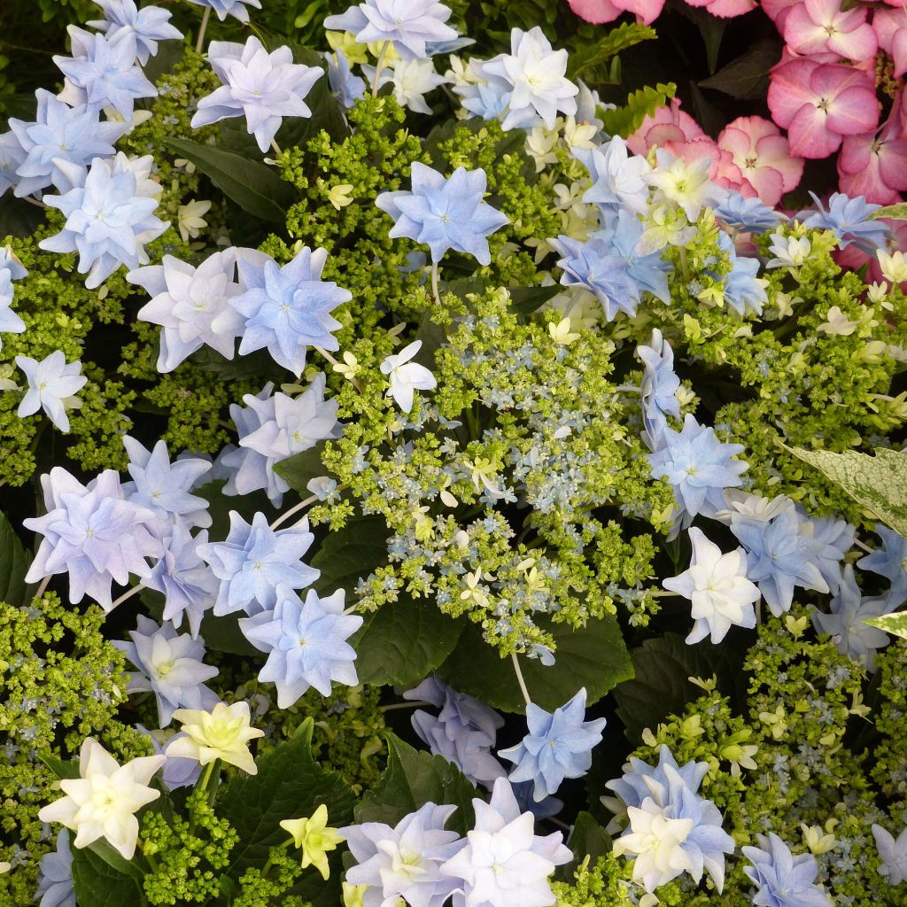 Hydrangea macrophylla Fireworks Blue - Bauernhortensie