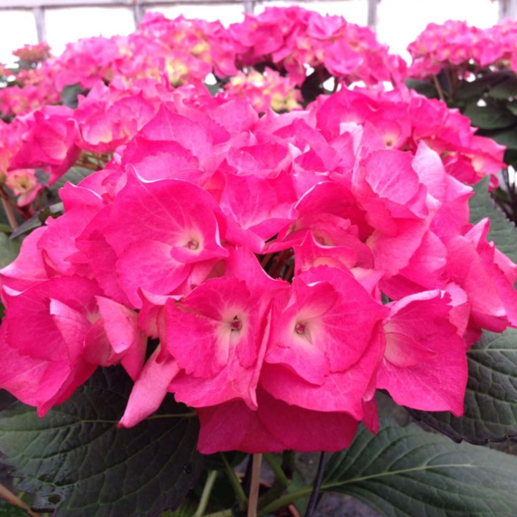 Hydrangea macrophylla Dutch Ladies Saskia - Bauernhortensie