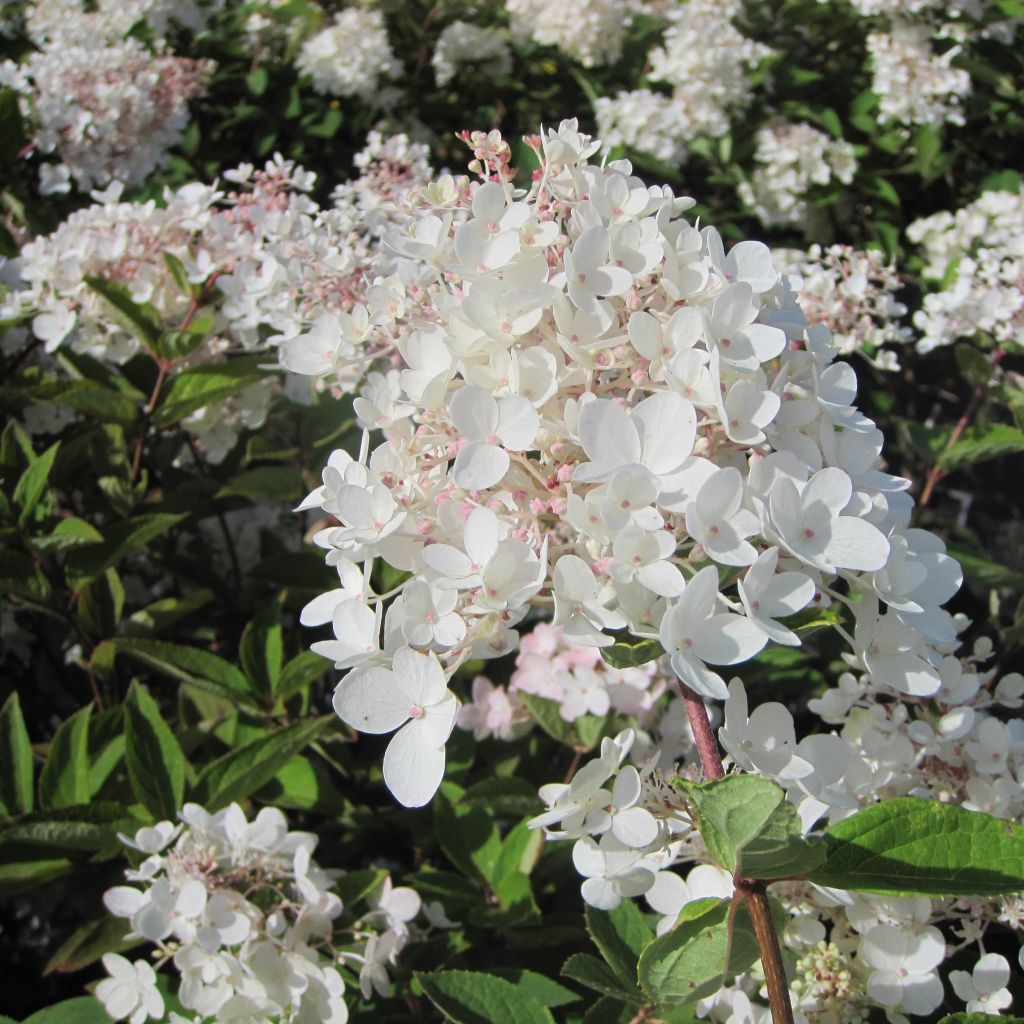 Rispenhortensie Grandiflora - Hydrangea paniculata