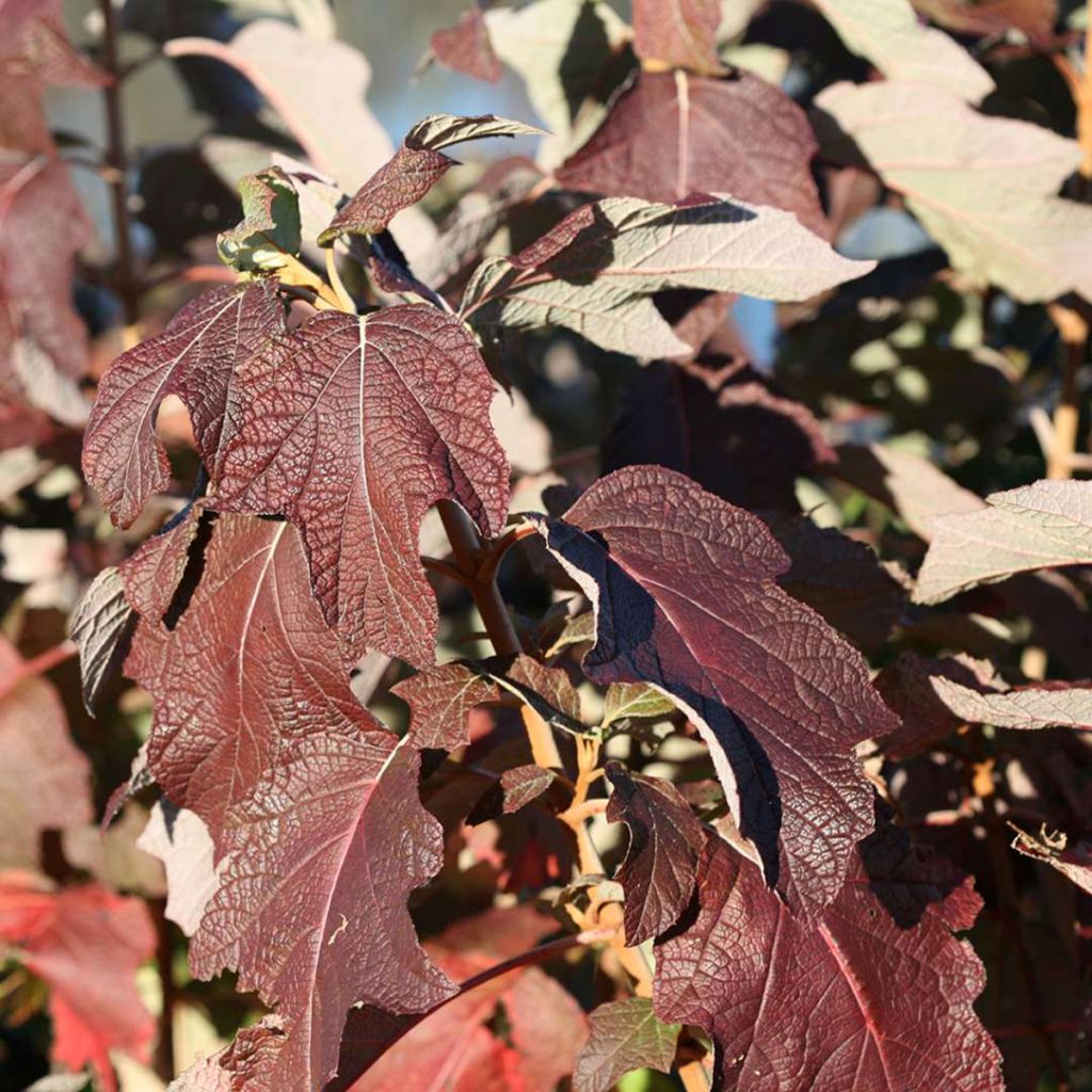 Eichenblatt-Hortensie Gatsby Star - Hydrangea quercifolia