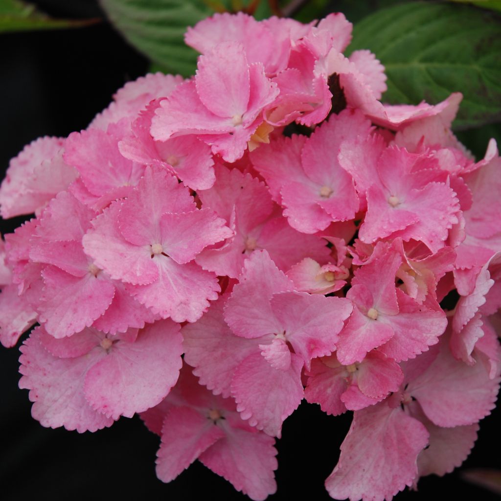 Hydrangea serrata Cap Sizun - Tellerhortensie