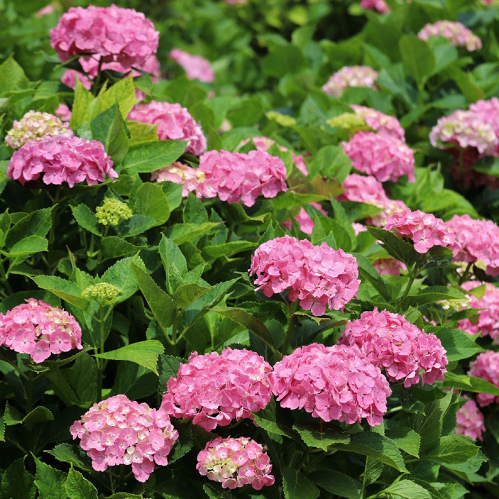 Hydrangea macrophylla Dutch Ladies Selma - Bauernhortensie