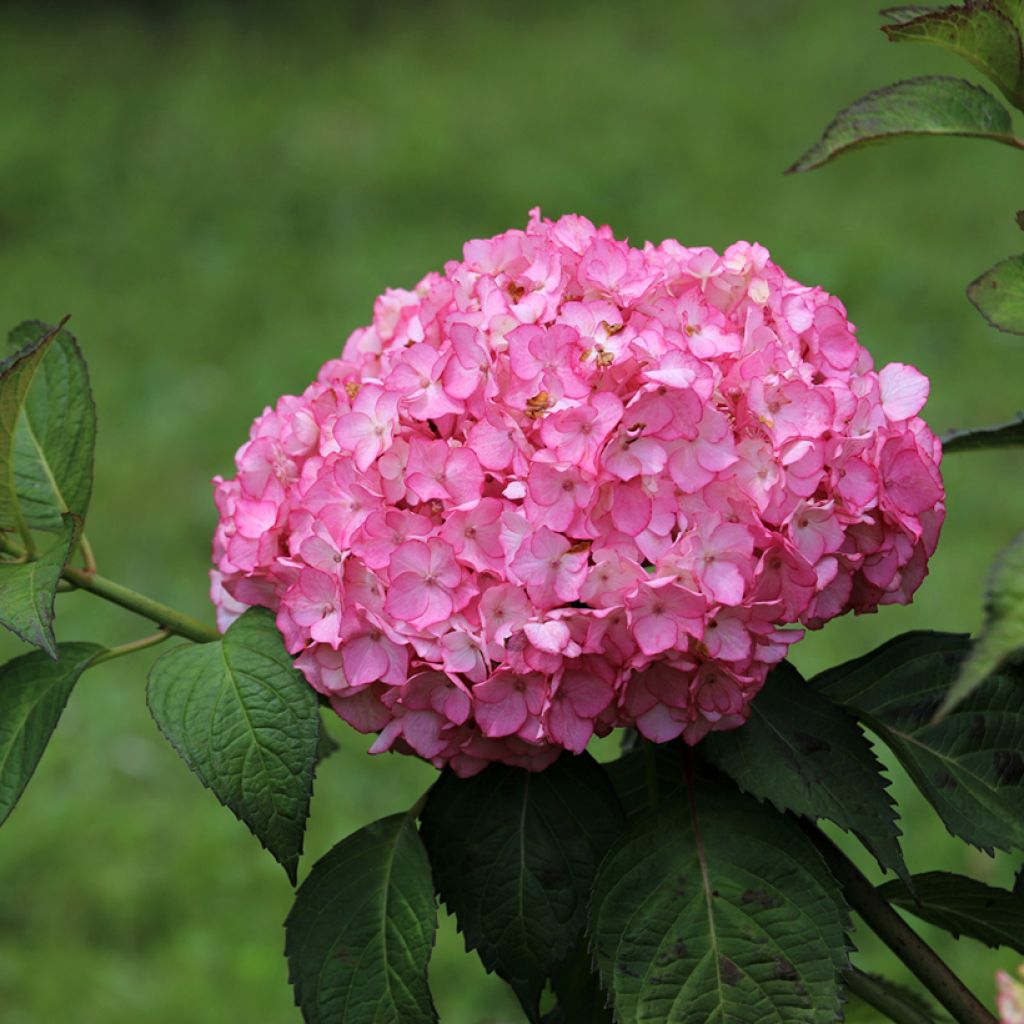 Hydrangea macrophylla Dutch Ladies Selma - Bauernhortensie