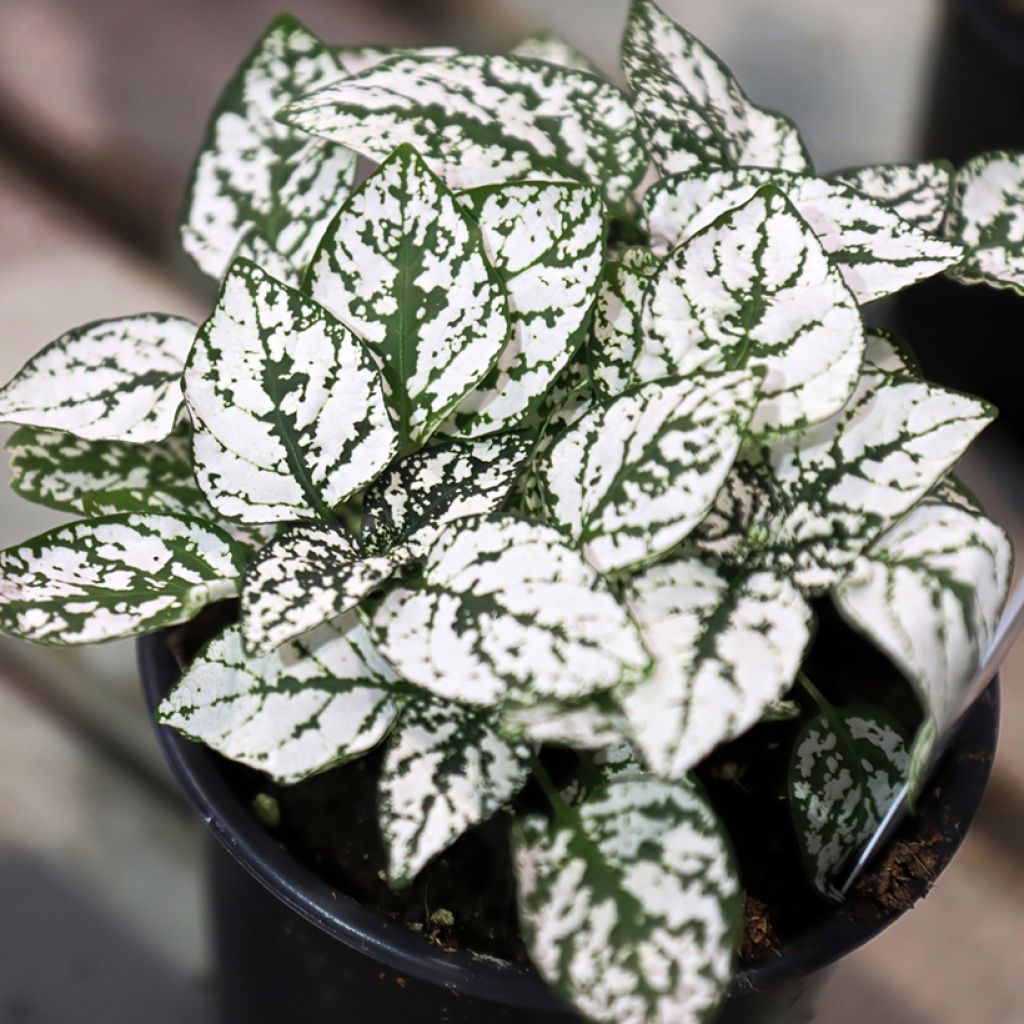 Hypoestes phyllostachya White - Hüllenklaue