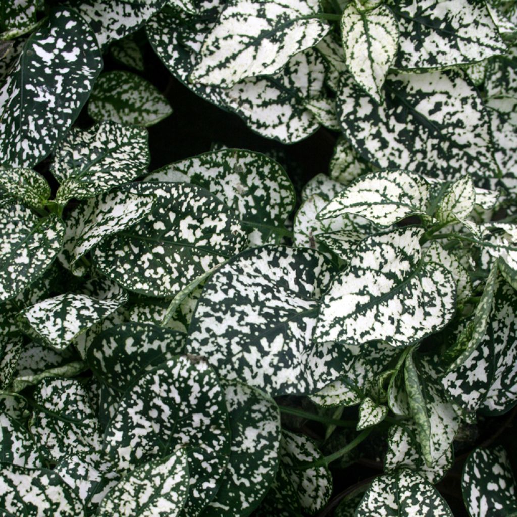 Hypoestes phyllostachya White - Hüllenklaue