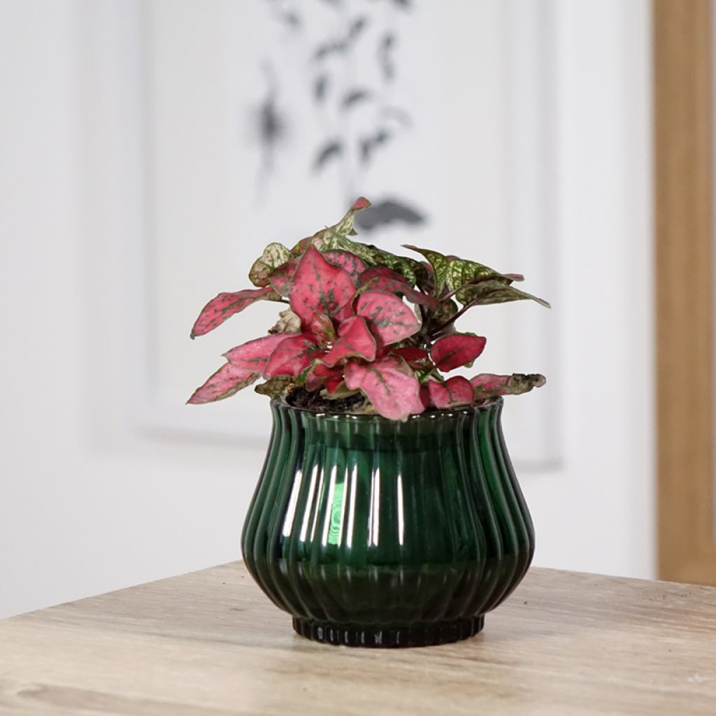 Hypoestes phyllostachya Red - Hüllenklaue