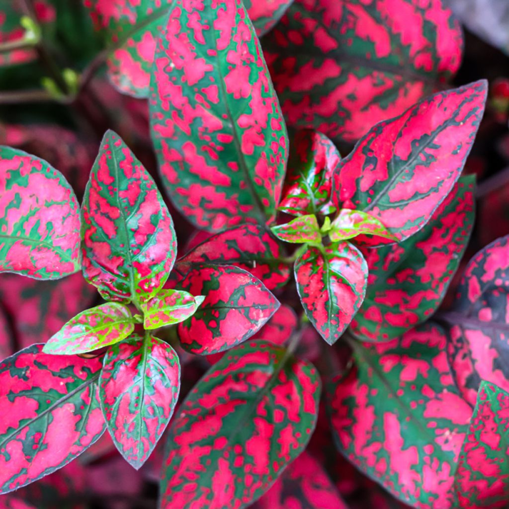 Hypoestes phyllostachya Red - Hüllenklaue