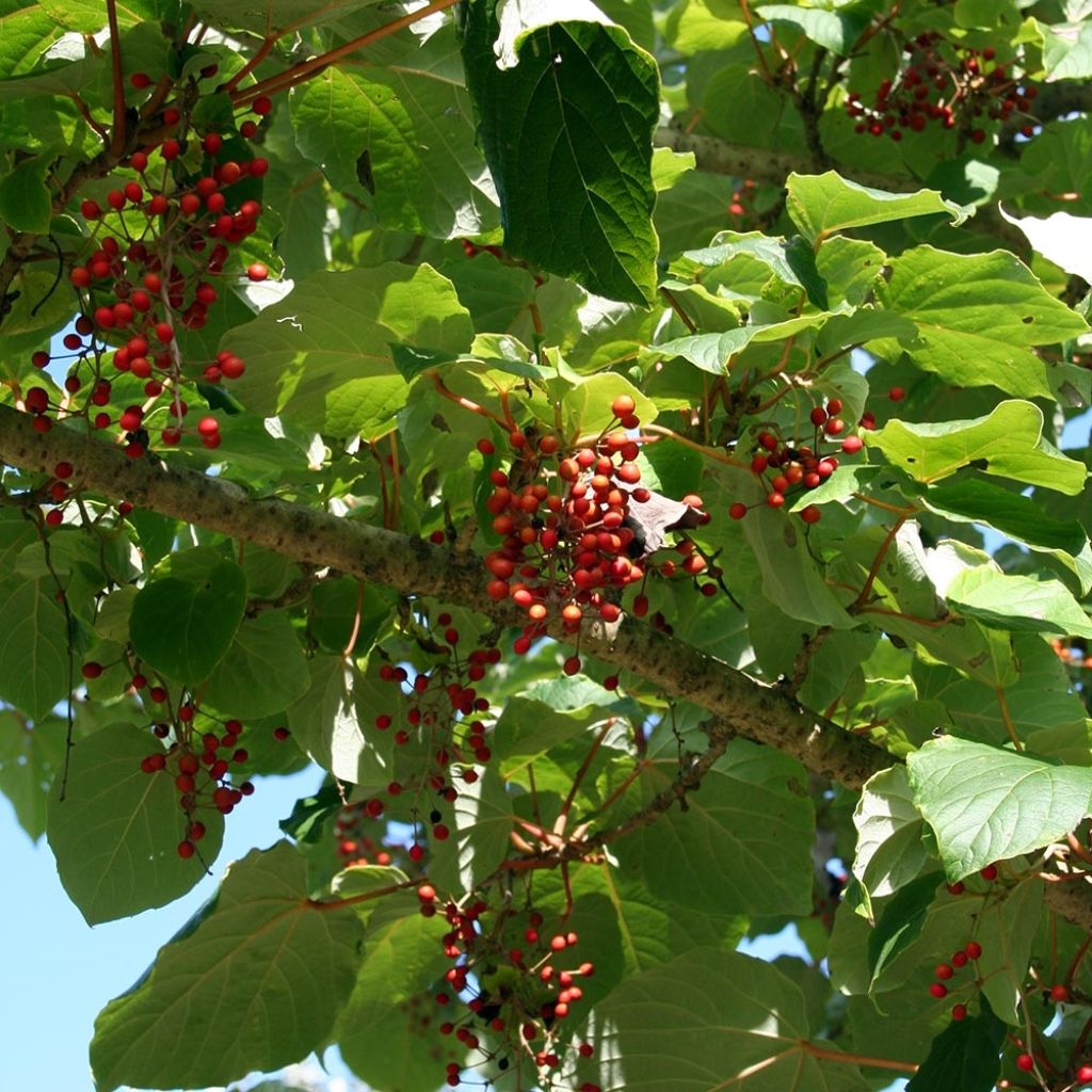 Idesia polycarpa var.vestita - Orangenkirsche