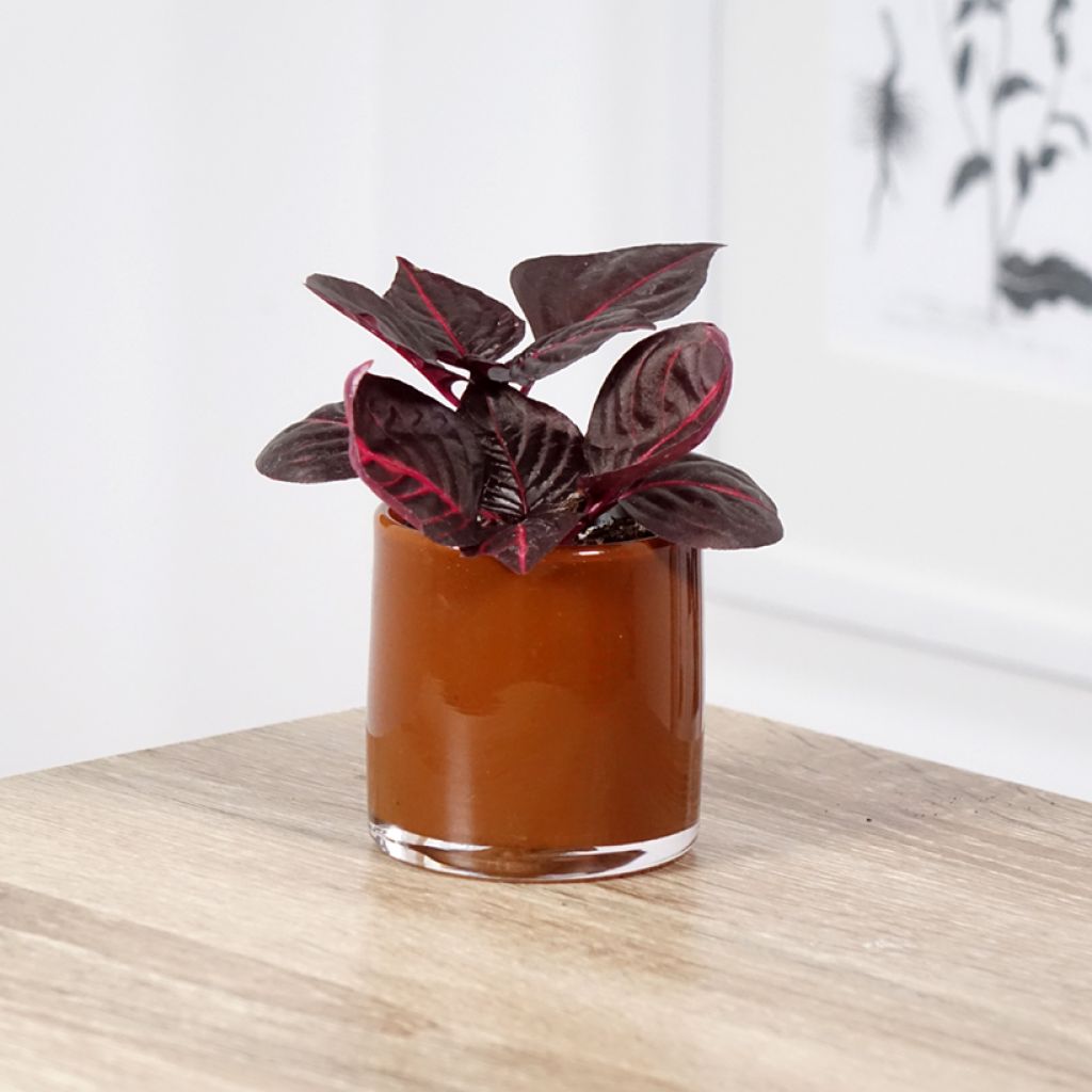 Iresine herbstii Bloodleaf - Blutblatt