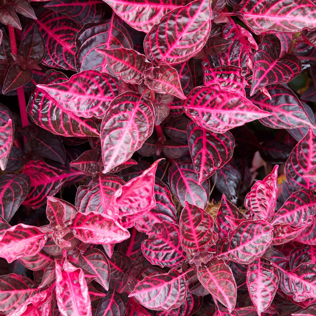 Iresine herbstii Bloodleaf - Blutblatt
