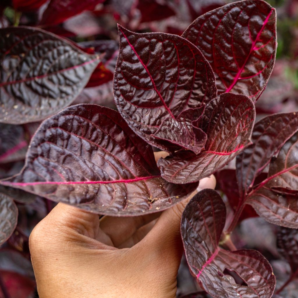 Iresine herbstii Bloodleaf - Blutblatt