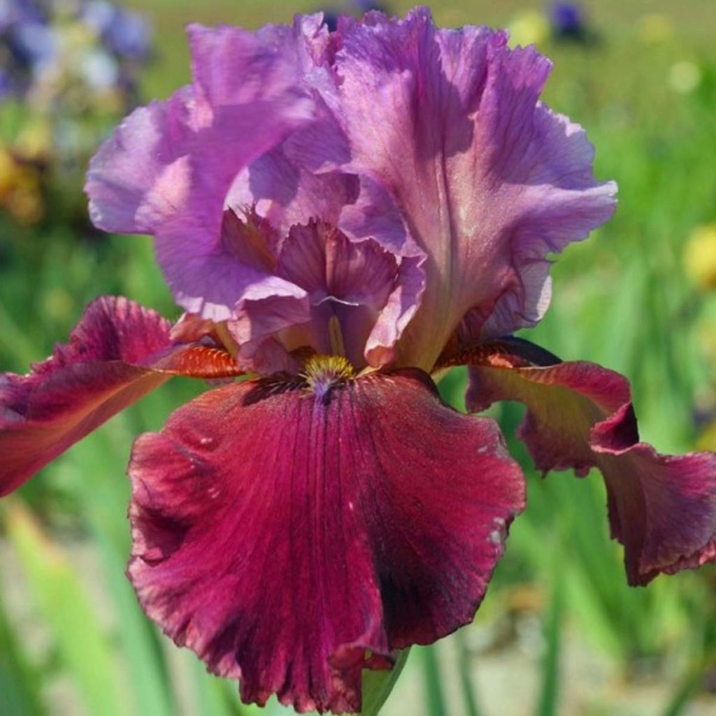 Iris Gamay - Schwertlilie
