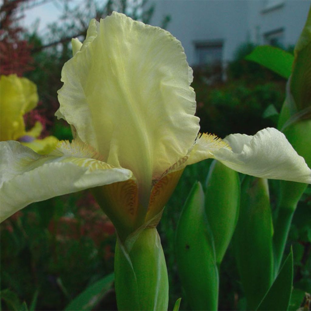 Iris Barbata-Media Maui Moonlight - Mittelhohe Bart-Iris