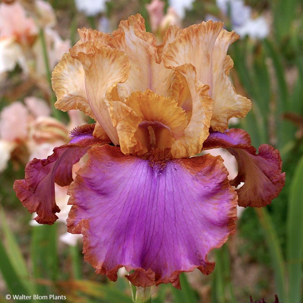 Iris germanica Au Sommet - Schwertlilie