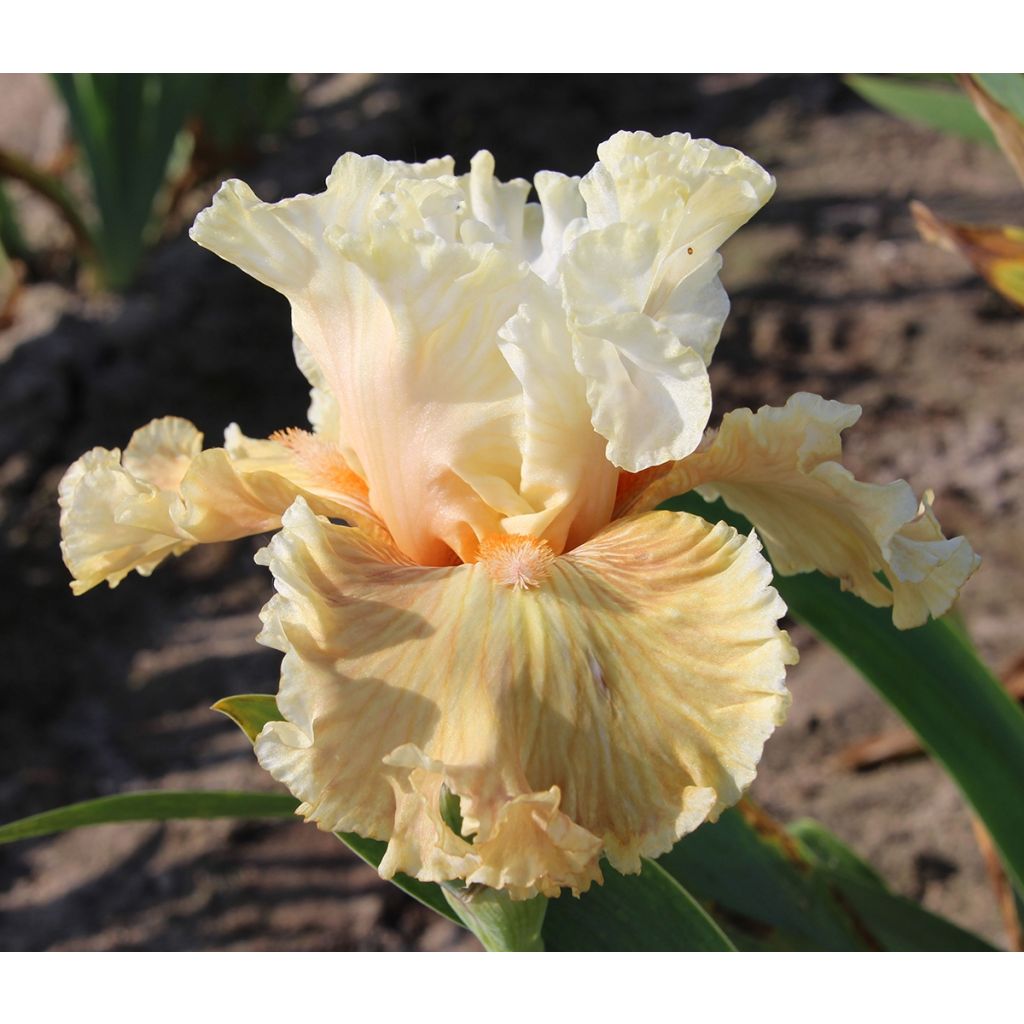 Iris Australian Rose - Schwertlilie