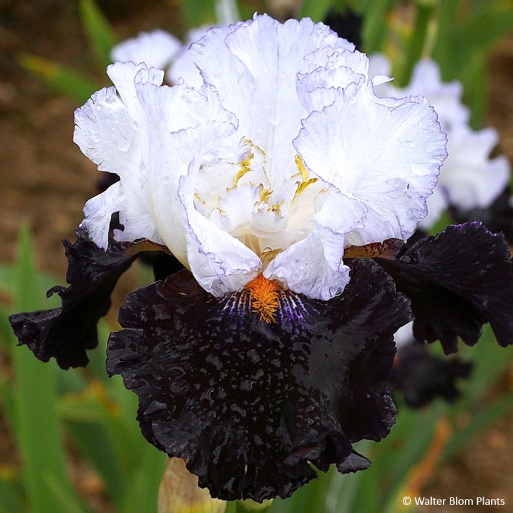 Iris germanica Domino Noir - Schwertlilie